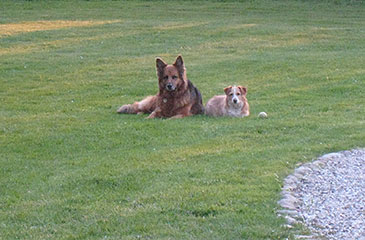 Hundehotel Tannenhof im Kreis Plön