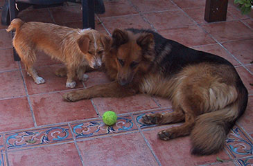 Hundehotel Tannenhof im Kreis Plön